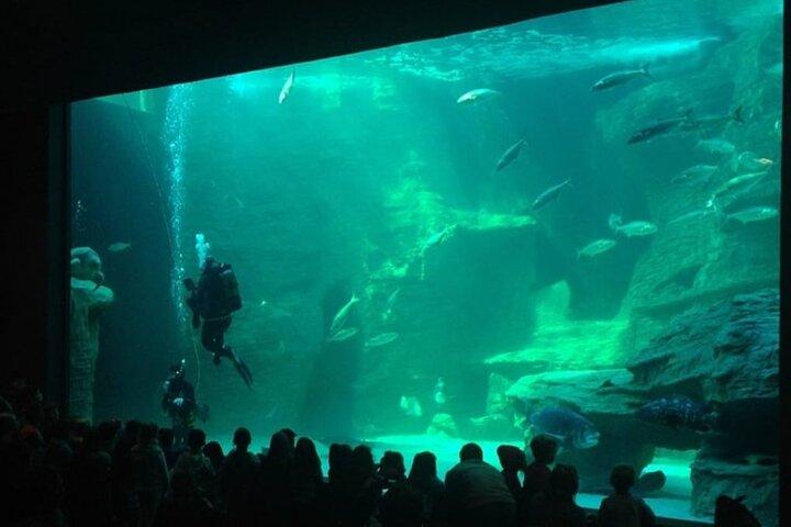 Two Ocean Aquarium, Waterfront Duck and Botanical Tour Inclusive