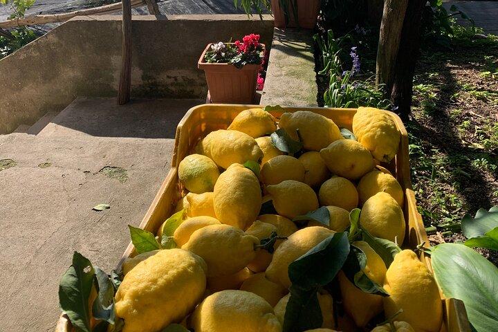 Lemon Trail : Lemon Tour with Tasting