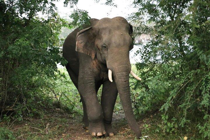 Yala National Park Safari Tours From Hambantota port