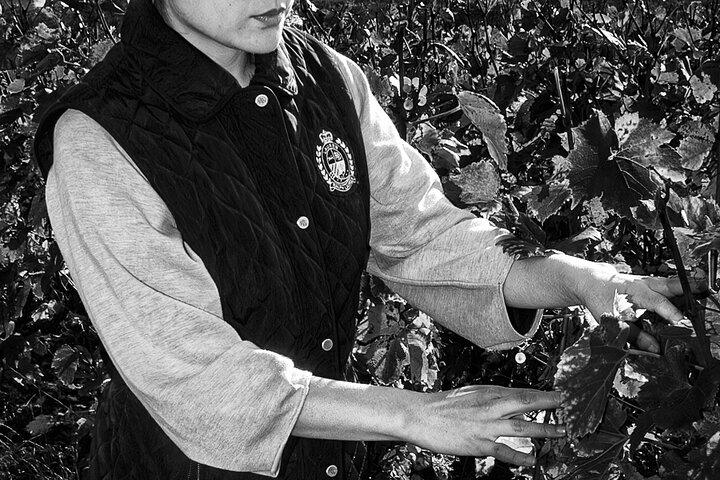 Vineyard and Triple Tasting First Cru in the Mountains of Reims
