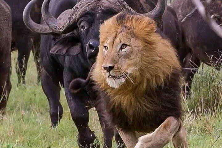 6 Days Group Safari to Mara, Nakuru & Amboseli in Midrange lodges