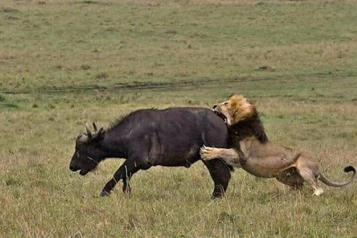 6 Day group safari to Mara, Nakuru & Amboseli in Midrange hotels.