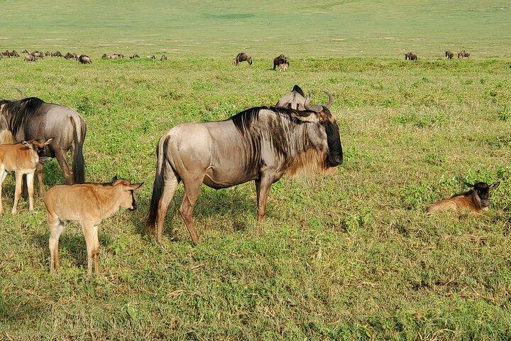 Five Day Serengeti Migration and Big Five Safari