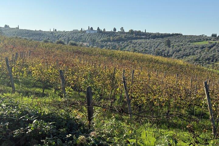 Morning Chianti E-Bike: Immersive Wine Experience & Local Lunch