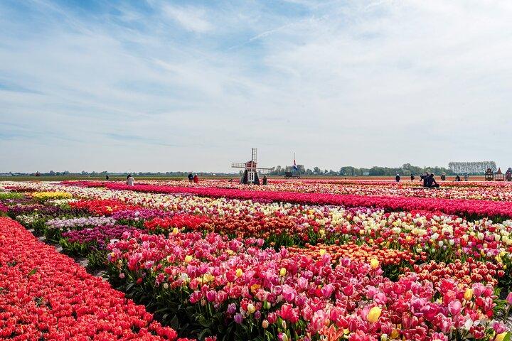 Unique Keukenhof Tour with Ticket, Tulip Field, Tulip Experience