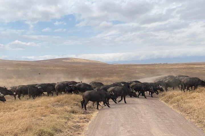 Wild Tanzania 7 Day Big Five Safari