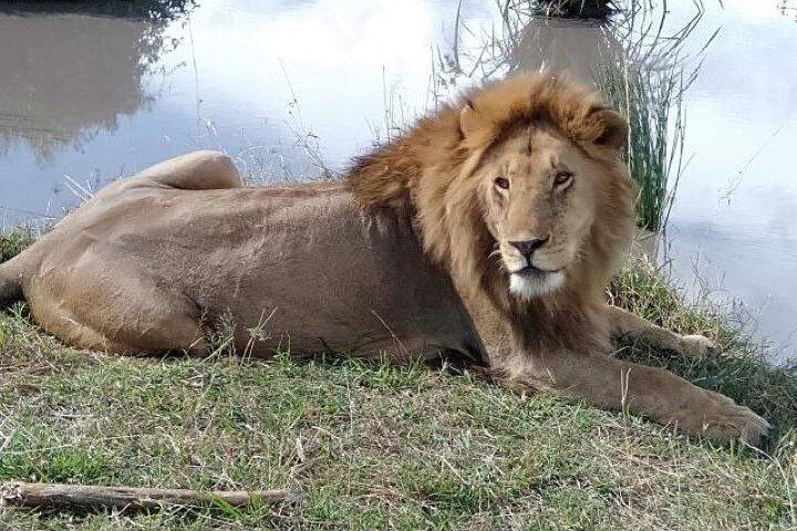 6 Day group safari to Mara, Nakuru & Amboseli in Midrange hotels.