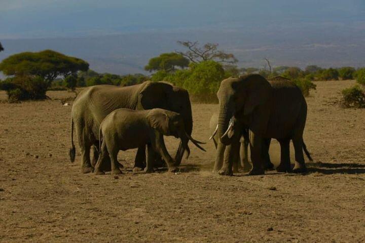6 Day Group Safari to Mara, Nakuru and Amboseli 4x4 jeep.