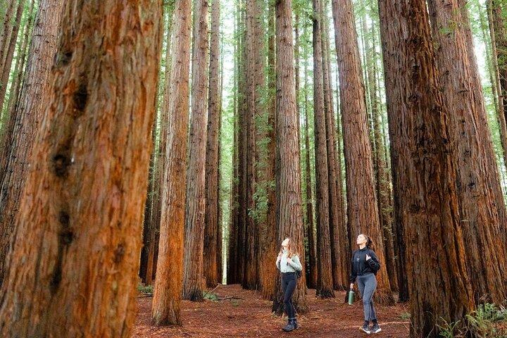 Yarra Valley Redwoods Tour with Winery Lunch or Wildlife Option
