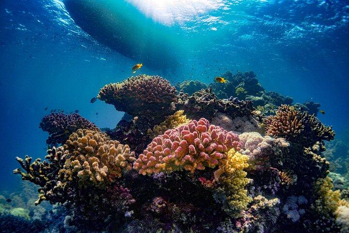 Daily Snorkeling Boat Trip in Jeddah