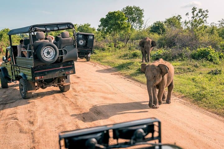 Wildlife Safari & Wine Tasting Tour Experience