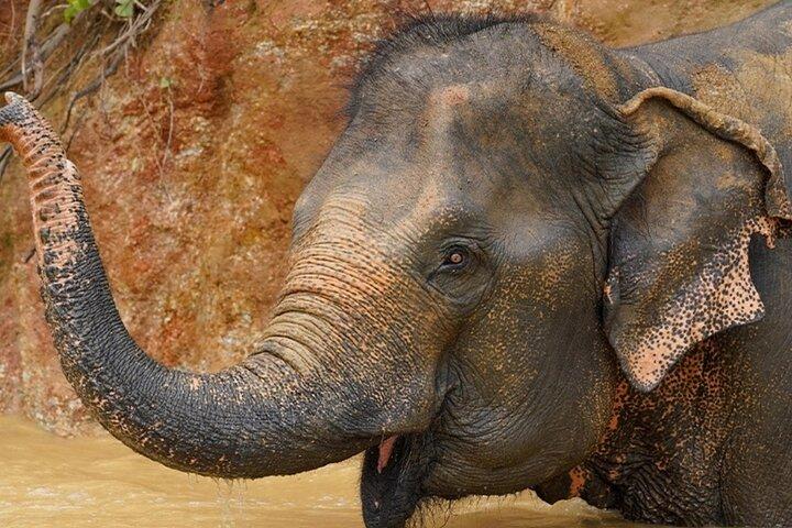Half day visit Elephant Sanctuary Phuket (NO RIDING)
