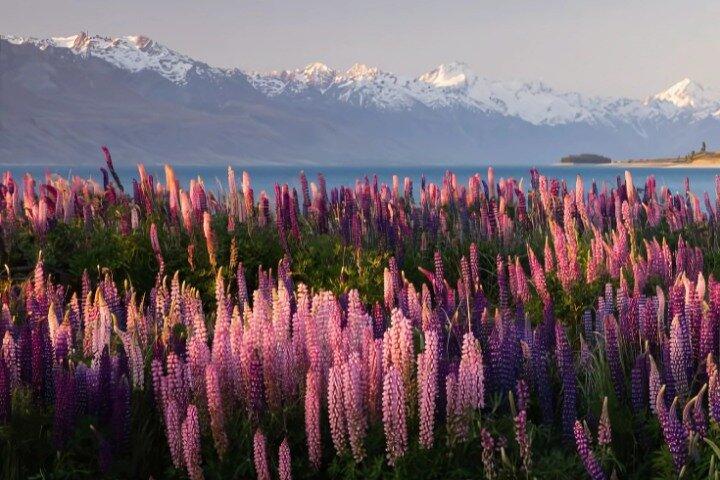 Mount Cook & Lake Tekapo Day Trip from Christchurch