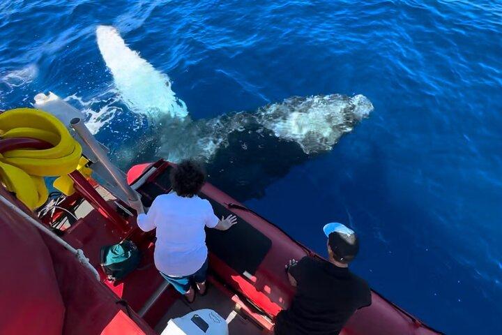 Guaranteed Whale-Watching Tour by Raft from Kihei, Maui