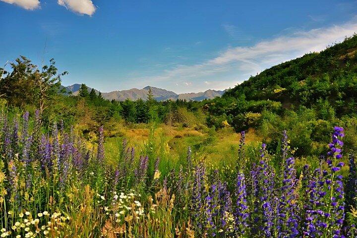 Hanmer Springs Pool Day Tour From Christchurch