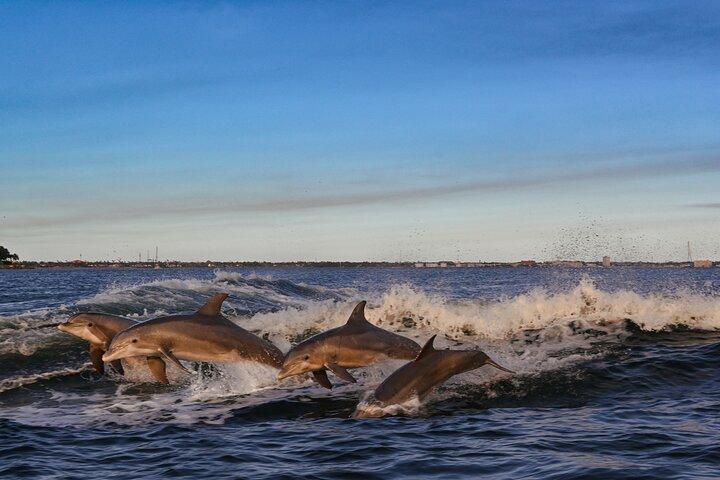 Private Boat Tour Dolphins Sunsets Shell Island and Snorkeling
