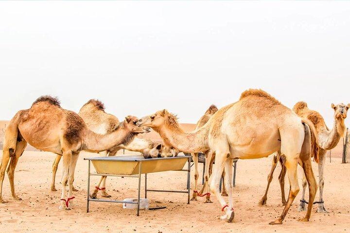VIP Red Dune Safari with Live Shows & BBQ Dinner Camel Ride
