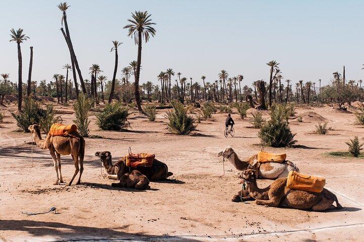 Camel Ride at the Palm Groves in Marrakech