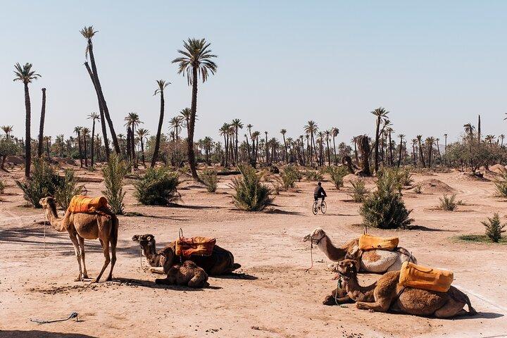 1-Hour Camel Ride and 1-Hour Quad Bike Ride in Marrakech.