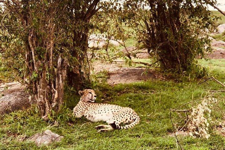 6 Day Group Safari to Mara, Nakuru and Amboseli 4x4 jeep.