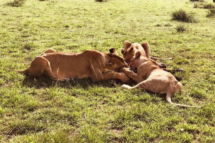 6 Day Group Safari to Mara, Nakuru and Amboseli 4x4 jeep.