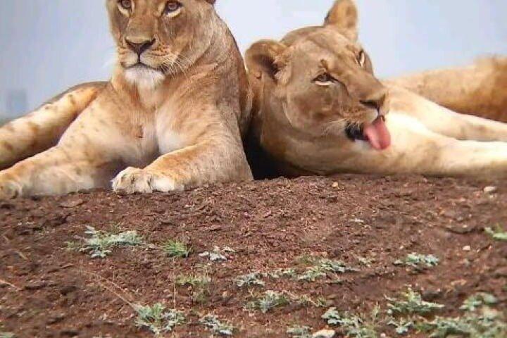 6 Day Group Safari to Mara, Nakuru and Amboseli