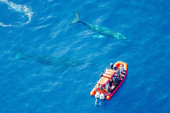 Guaranteed Whale-Watching Tour by Raft from Kihei, Maui