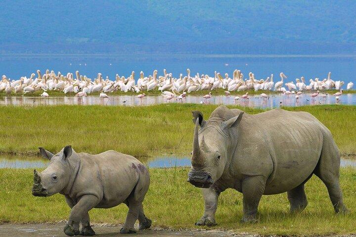 2 Day Lake Nakuru National Park Safari - Daily Departures