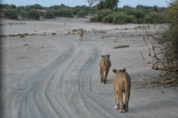 Victoria Falls Adventures - Game Drives Zambezi National Park
