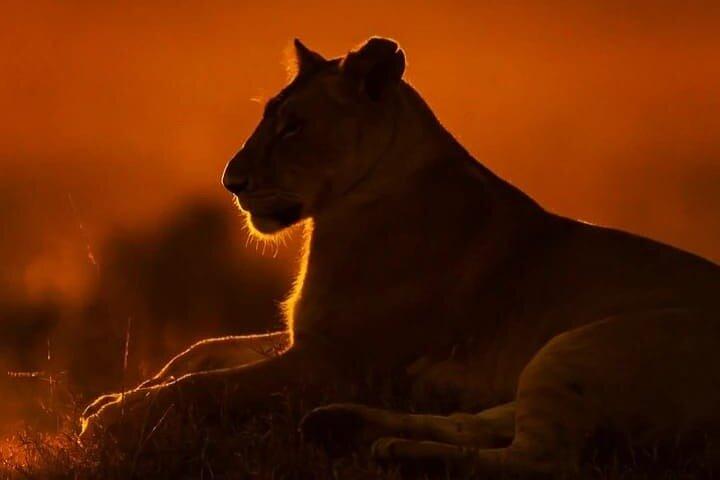 7 Days Hemmingways Safari