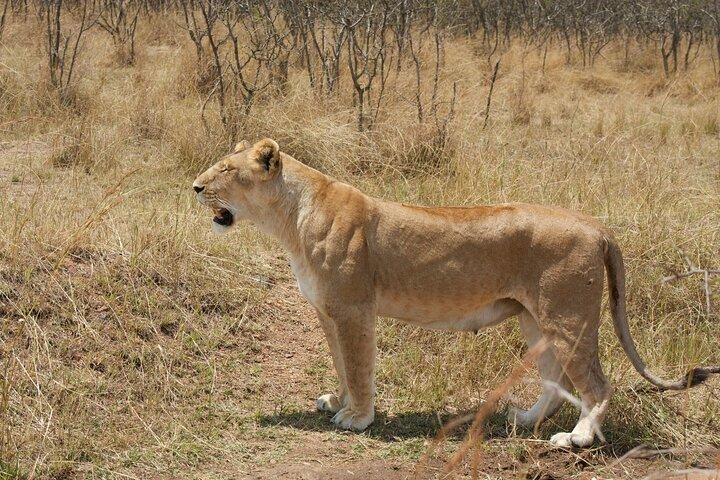 3 Day - Big Five Group safari to Serengeti & Ngorongoro Crater