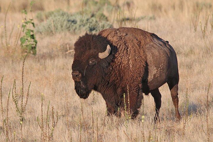 Great Salt Lake Birding and Nature Adventure