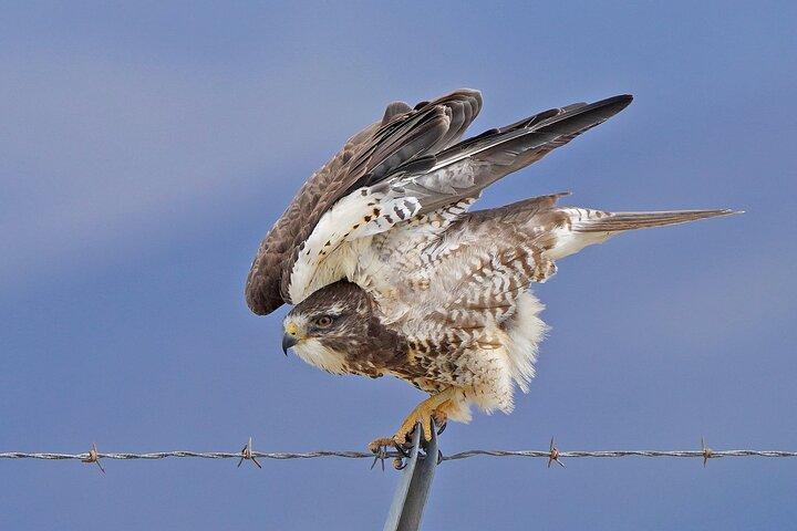 Great Salt Lake Birding and Nature Adventure