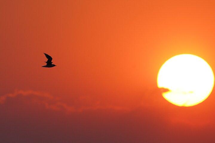 Great Salt Lake Birding and Nature Adventure