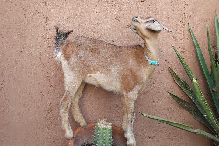 Rescue Farm Visit in Marrakech Countryside