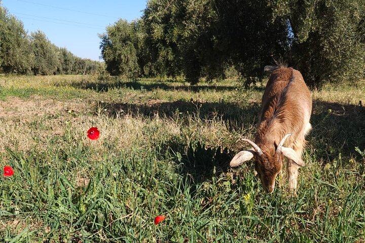 Rescue Farm Visit in Marrakech Countryside