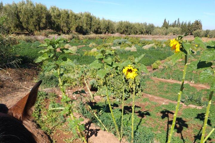 Rescue Farm Visit in Marrakech Countryside