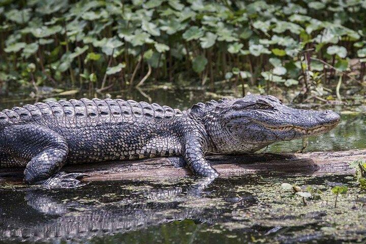 Everglades Airboat Experience – Wildlife & Wetlands