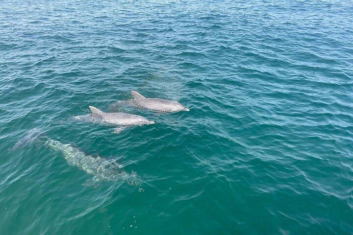 Panama City Beach Small Group Dolphin & Snorkel Tour (Max 6 )