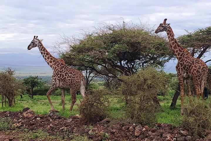 Five Day Serengeti Migration and Big Five Safari