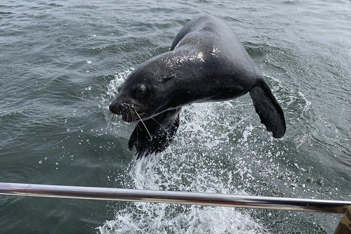 Pangaea Tours - Combo Sandwich Harbour + Dolphin & Seal Cruise