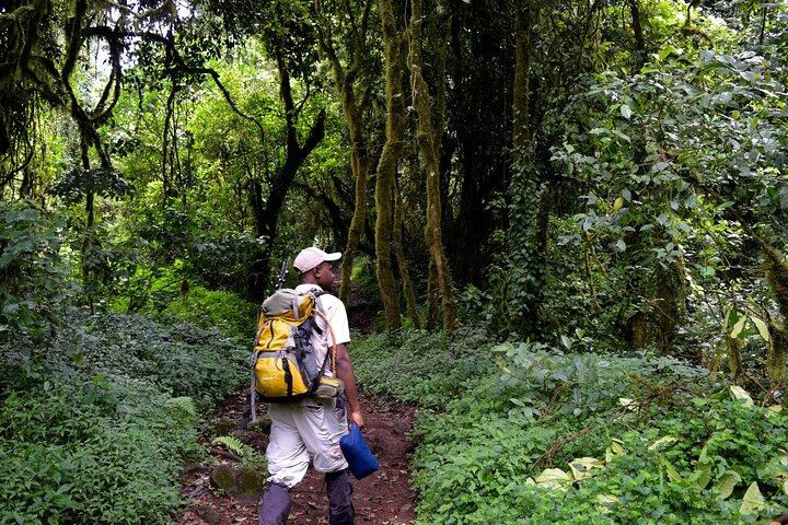 Kilimanjaro Day Hike: Marangu Route or Machame Route