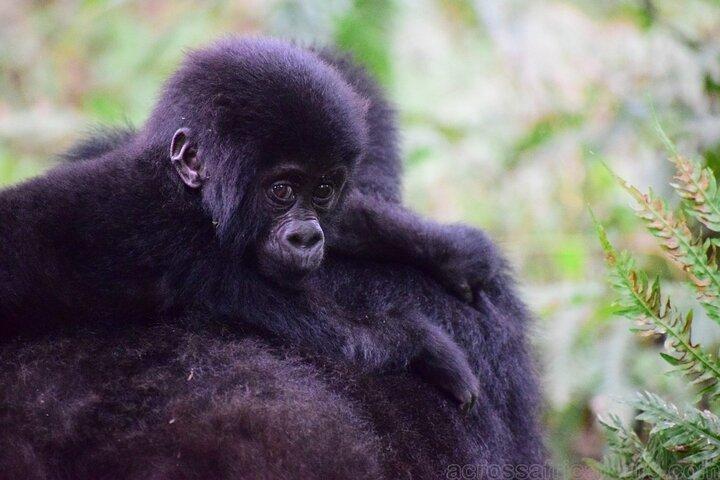 Experience South Cameroon Safari 4 Days 3 Nights