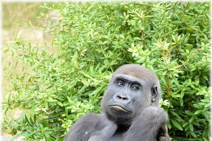 Experience South Cameroon Safari 4 Days 3 Nights