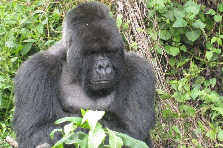Experience South Cameroon Safari 4 Days 3 Nights