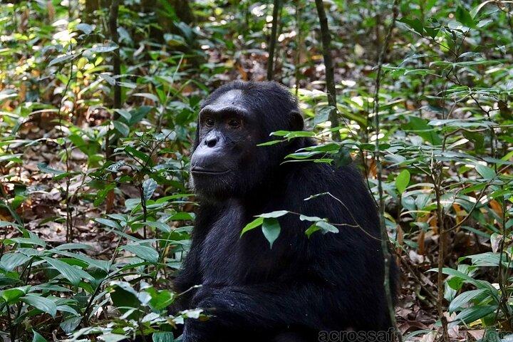 Experience South Cameroon Safari 4 Days 3 Nights