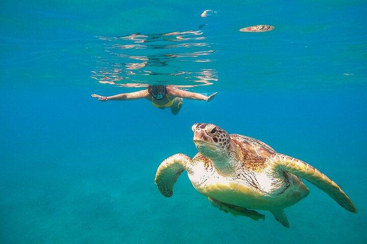 Turtle and Reef Sanctuary Snorkeling
