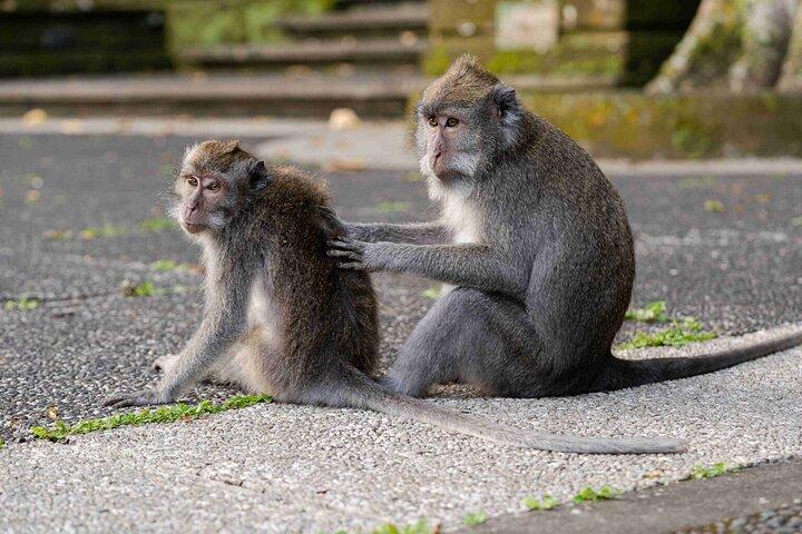 Ubud Private Tour: Monkey Forest, Rice Terrace, Temple, Waterfall