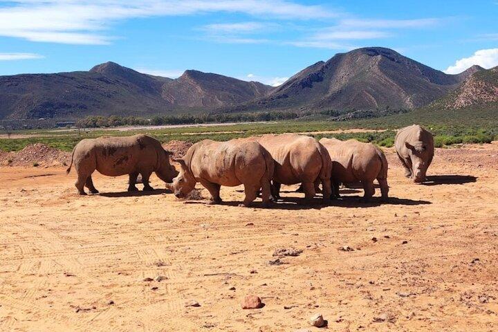 Cape Town Big Five Sunset Safari And Long March to Fredoom
