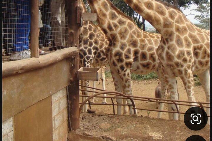 Nairobi National Park Giraffe Center Carnivore Lunch